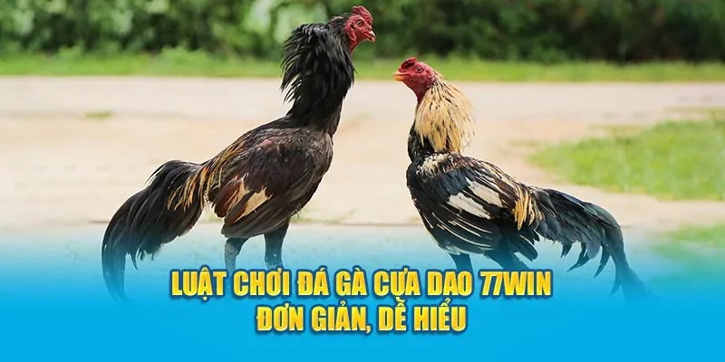 Luật chơi đá gà cựa dao 77WIN đơn giản, dễ hiểu