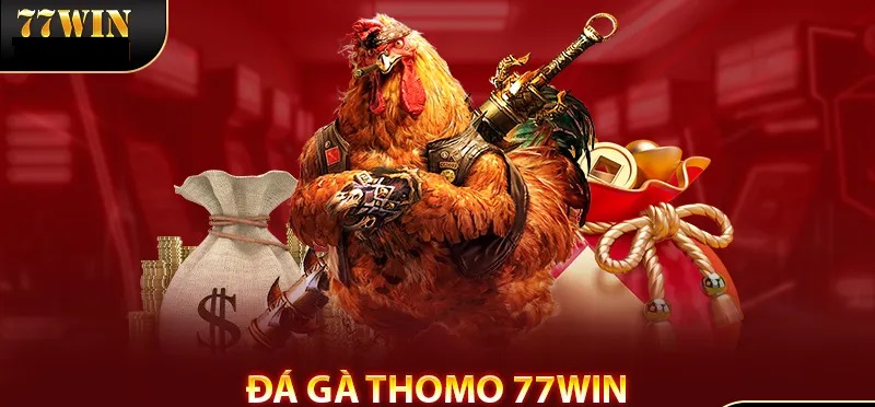 Đá Gà Thomo 77WIN